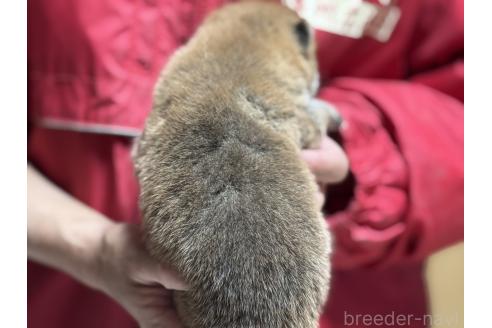 販売中の千葉県の柴犬-386554の2枚目