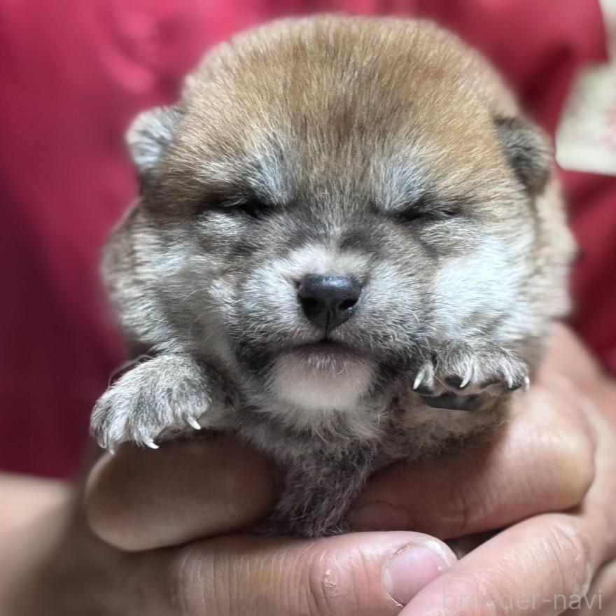 販売中の千葉県の柴犬-386554の1枚目