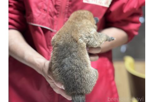 販売中の千葉県の柴犬-386555の2枚目