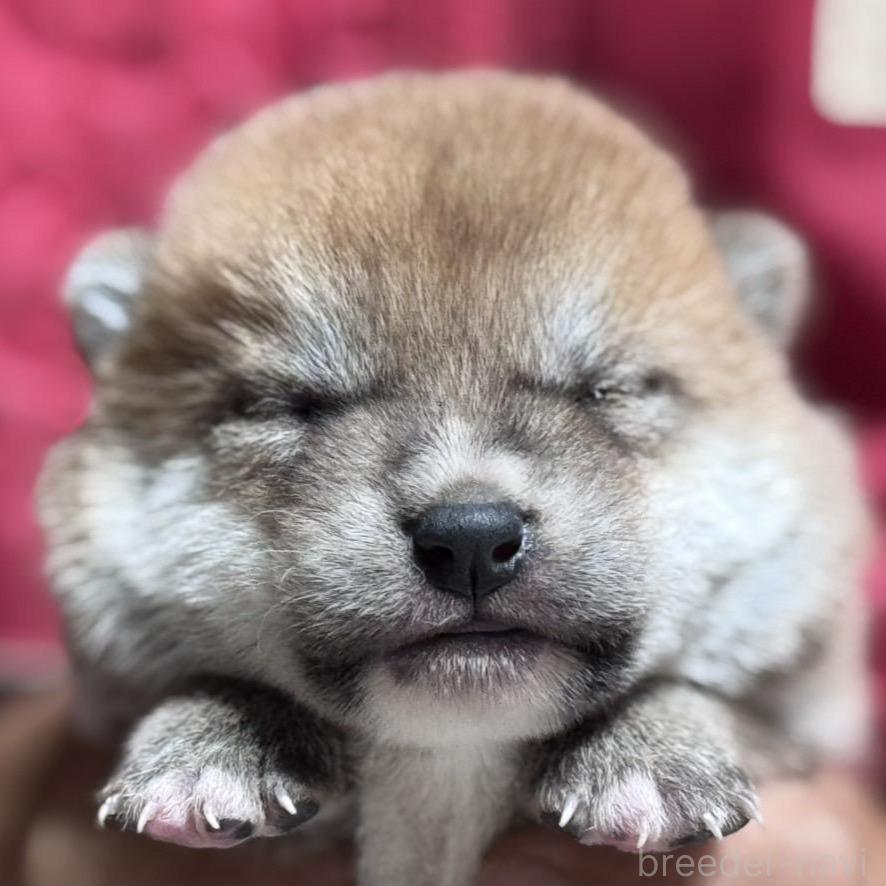 販売中の千葉県の柴犬-386555の1枚目