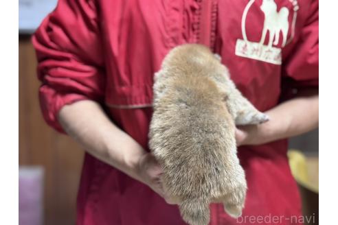 販売中の千葉県の柴犬-386556の2枚目