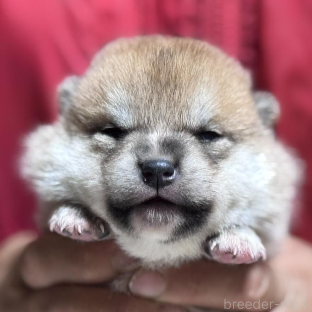 販売中の千葉県の柴犬-386556