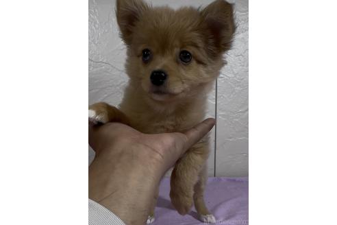 販売中の福岡県のポメチワ:ポメラニアン×チワワ-379195の4枚目