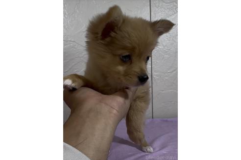 販売中の福岡県のポメチワ:ポメラニアン×チワワ-379195の2枚目