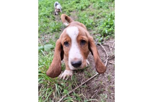 販売中の神奈川県のミックス犬-369497の9枚目