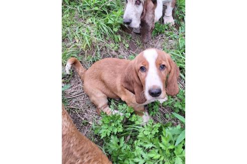 販売中の神奈川県のミックス犬-369497の8枚目