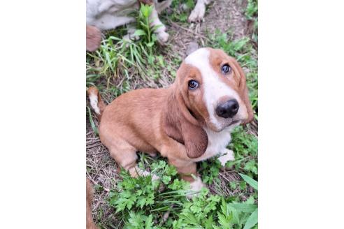 販売中の神奈川県のミックス犬-369497の7枚目