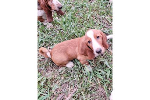 販売中の神奈川県のミックス犬-369497の5枚目