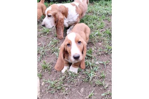 販売中の神奈川県のミックス犬-369497の4枚目