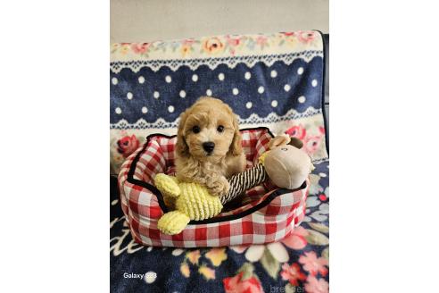 販売中の千葉県のビションプー:ビションフリーゼ×トイプードル-380945の2枚目