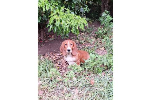 販売中の神奈川県のミックス犬-369503の10枚目