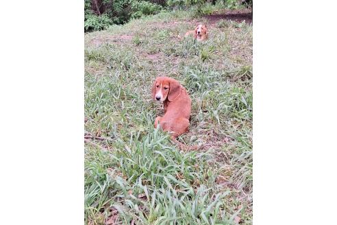販売中の神奈川県のミックス犬-369503の8枚目