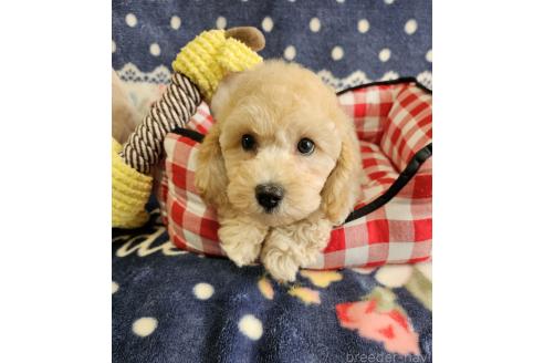 販売中の千葉県のビションプー:ビションフリーゼ×トイプードル-380951の6枚目