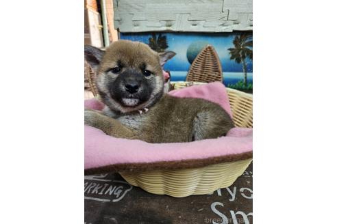 販売中の兵庫県の柴犬-386570の4枚目