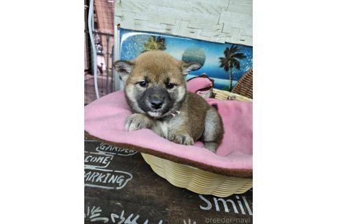 販売中の兵庫県の柴犬-386570の3枚目