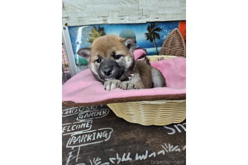 販売中の兵庫県の柴犬-386570の1枚目