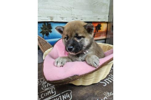 販売中の兵庫県の柴犬-386570の2枚目