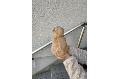 販売中の福岡県のチワプー:チワワ×トイプードル-386581の5枚目