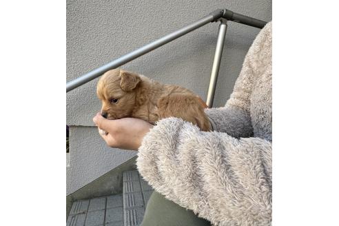 販売中の福岡県のチワプー:チワワ×トイプードル-386581の4枚目
