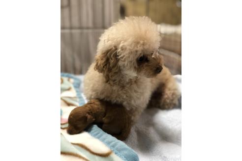マベリちゃん1枚目
