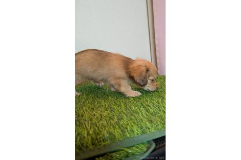 販売中の滋賀県のチワックス:チワワ×ミニチュアダックスフンド-386584の14枚目