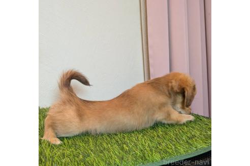 販売中の滋賀県のチワックス:チワワ×ミニチュアダックスフンド-386584の10枚目
