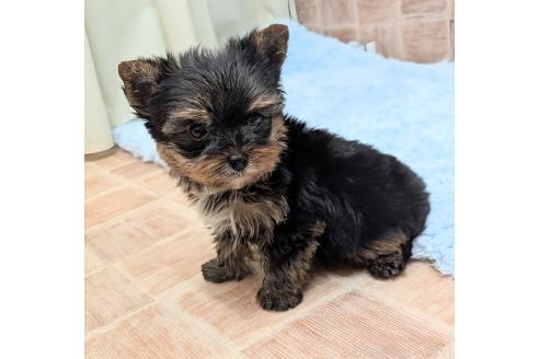 販売中の宮崎県のヨークシャーテリア-386299の4枚目