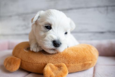 販売中の北海道のミックス犬-386597の6枚目