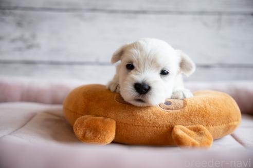 販売中の北海道のミックス犬-386597の5枚目