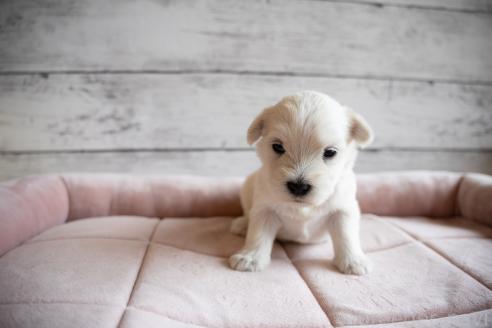 販売中の北海道のミックス犬-386597の4枚目