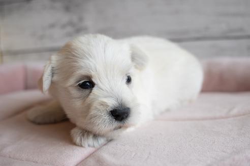 販売中の北海道のミックス犬-386597の3枚目