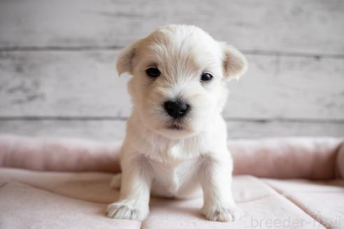販売中の北海道のミックス犬-386597の2枚目