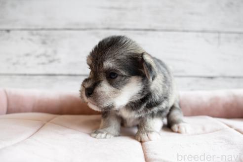 販売中の北海道のミックス犬-386599の6枚目