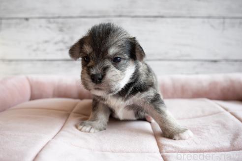販売中の北海道のミックス犬-386599の5枚目