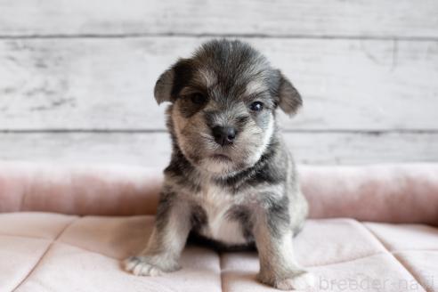 販売中の北海道のミックス犬-386599の4枚目