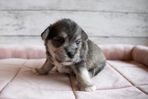 販売中の北海道のミックス犬-386599の3枚目
