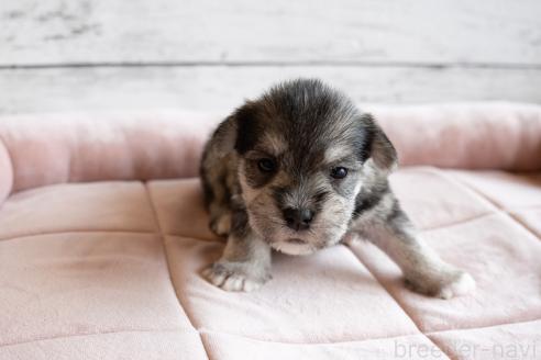 販売中の北海道のミックス犬-386599の2枚目