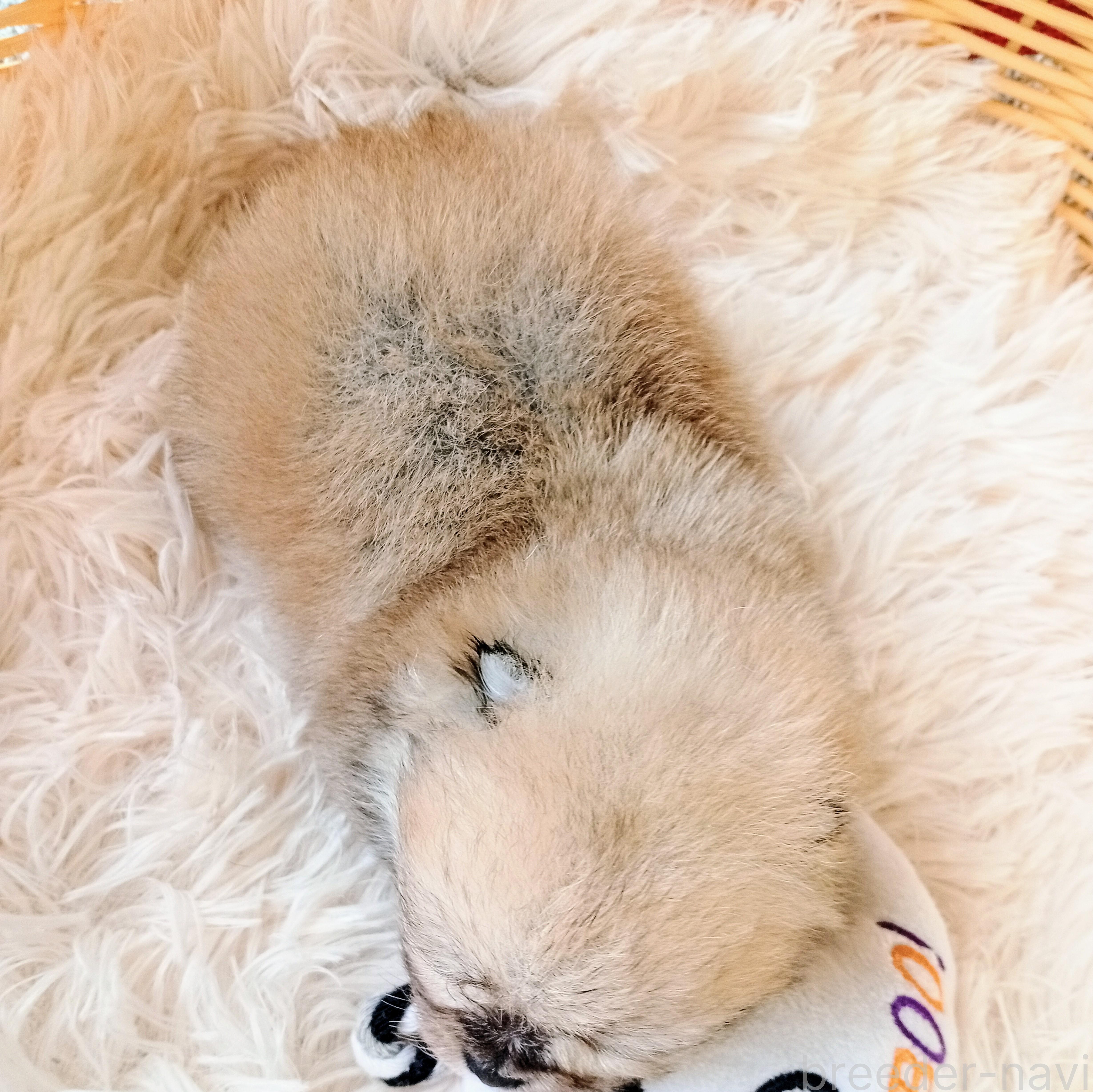 販売中の和歌山県のポメラニアン-386033の2枚目