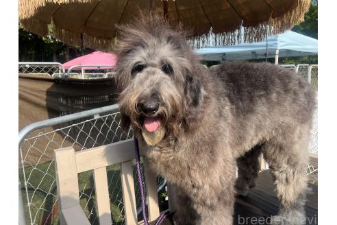 販売中の千葉県のミックス犬-321957の6枚目