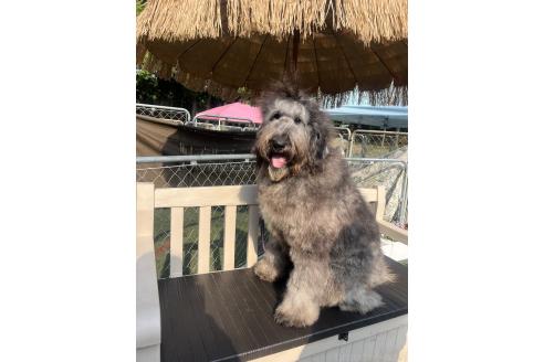 販売中の千葉県のミックス犬-321957の2枚目