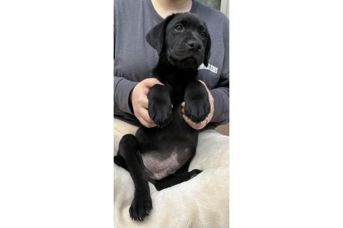 販売中の茨城県のラブラドールレトリーバー-386612の2枚目