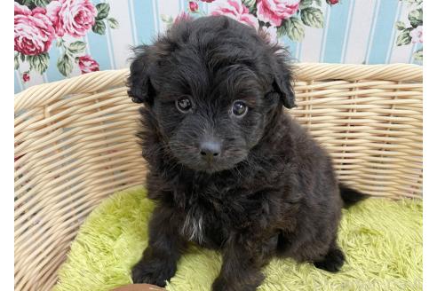 商談中の秋田県のポメプー:ポメラニアン×トイプードル-386623の3枚目