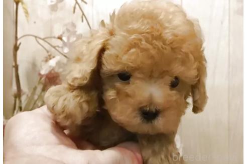 成約済の愛知県のティーカッププードル-382314の4枚目