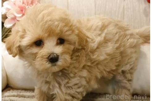 販売中の愛知県のマルプー:マルチーズ×トイプードル-382445の5枚目