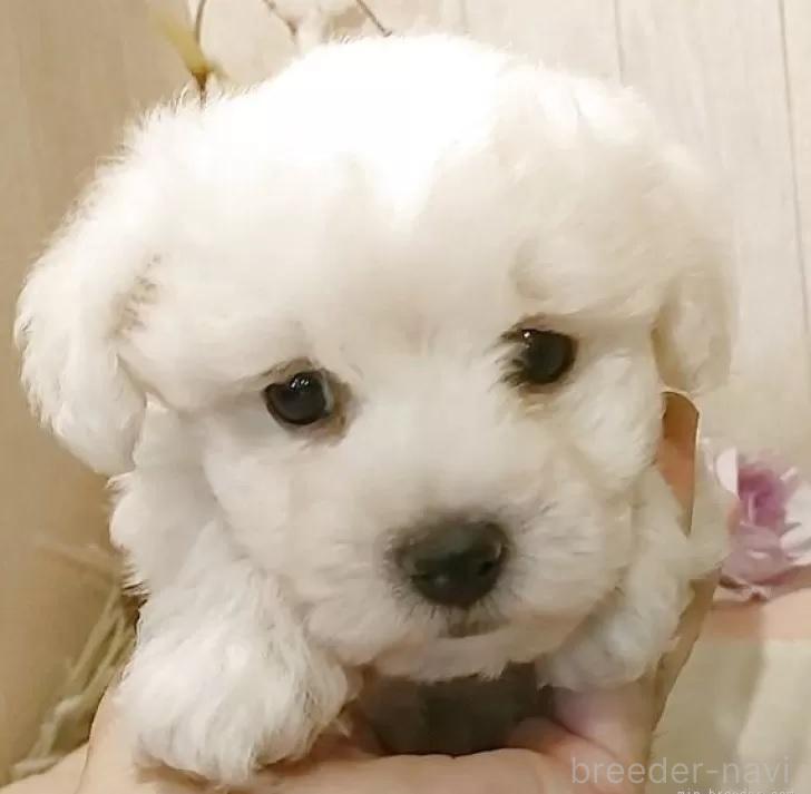 販売中の愛知県のビションフリーゼ-386639の7枚目