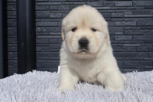 成約済の静岡県のゴールデンレトリーバー-382277の3枚目