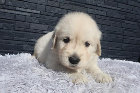 成約済の静岡県のゴールデンレトリーバー-382264の9枚目