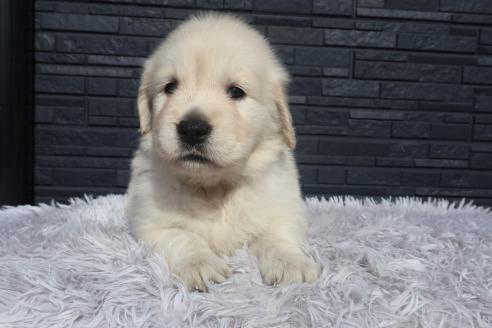 成約済の静岡県のゴールデンレトリーバー-382264の8枚目