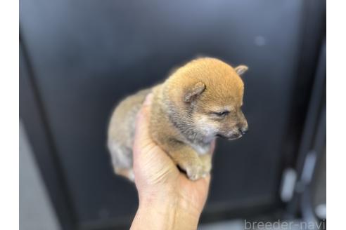 販売中の岡山県の豆柴-386644の4枚目