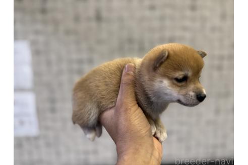 販売中の岡山県の豆柴-386645の4枚目